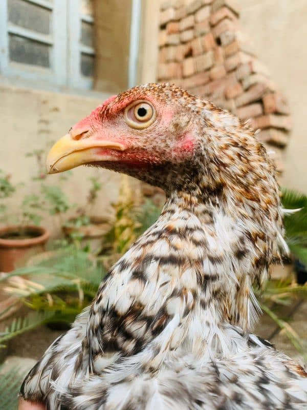 ASEEL CHICKS AVAILABLE 2 MALE 1 FEMALE 1