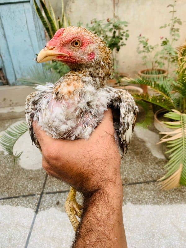 ASEEL CHICKS AVAILABLE 2 MALE 1 FEMALE 8