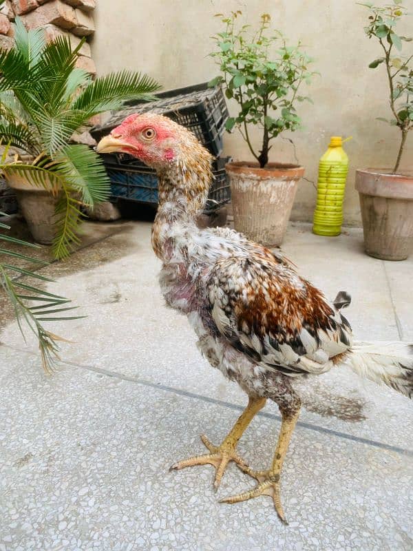 ASEEL CHICKS AVAILABLE 2 MALE 1 FEMALE 12