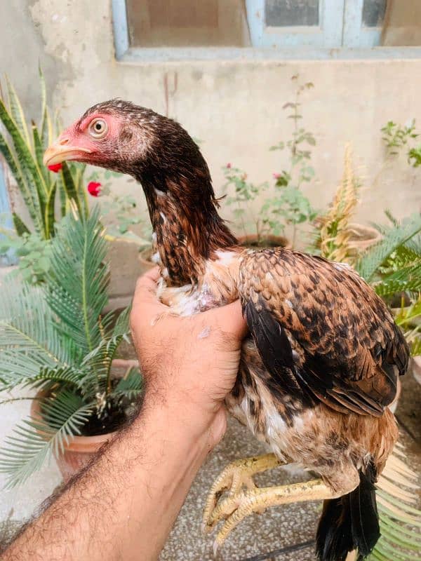 ASEEL CHICKS AVAILABLE 2 MALE 1 FEMALE 14