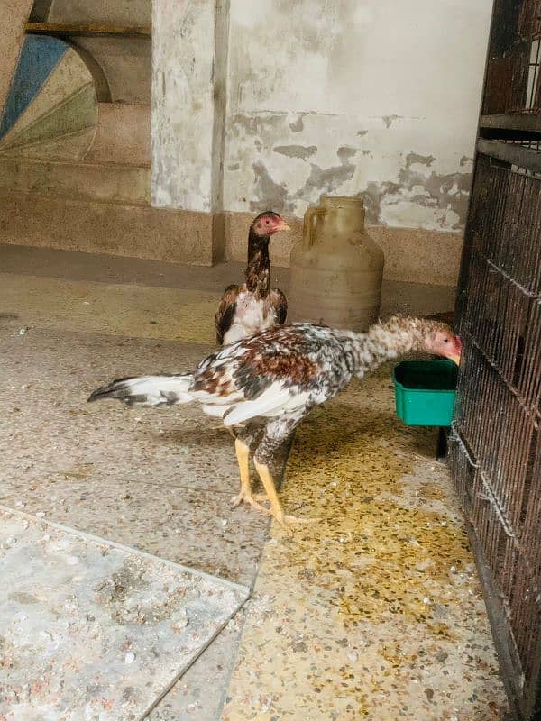 ASEEL CHICKS AVAILABLE 2 MALE 1 FEMALE 15