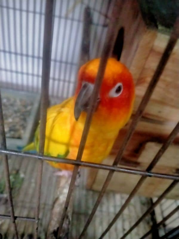 sun conure breder pair  Age 4 year location ali park Lahore cantt 0