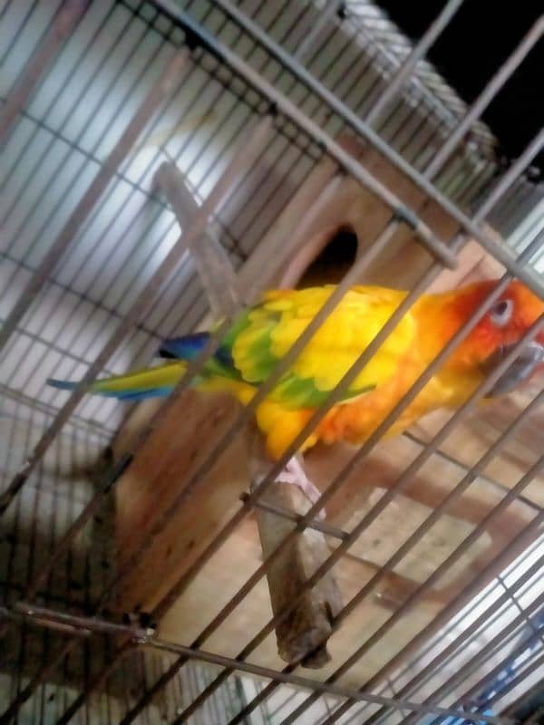 sun conure breder pair  Age 4 year location ali park Lahore cantt 1