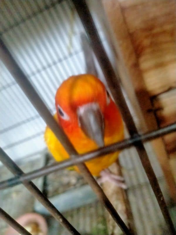 sun conure breder pair  Age 4 year location ali park Lahore cantt 2