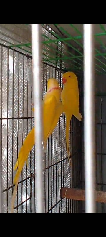 Colour Ringneck Breeder Pairs 1