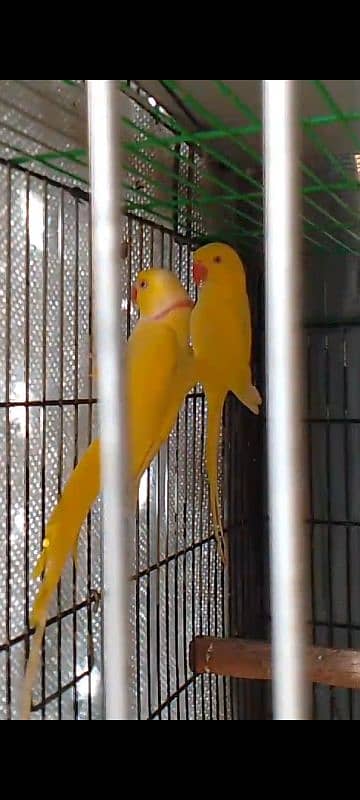 Colour Ringneck Breeder Pairs 2