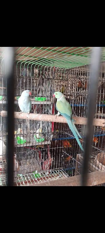 Colour Ringneck Breeder Pairs 3