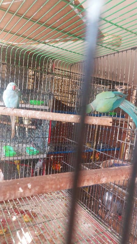 Colour Ringneck Breeder Pairs 4