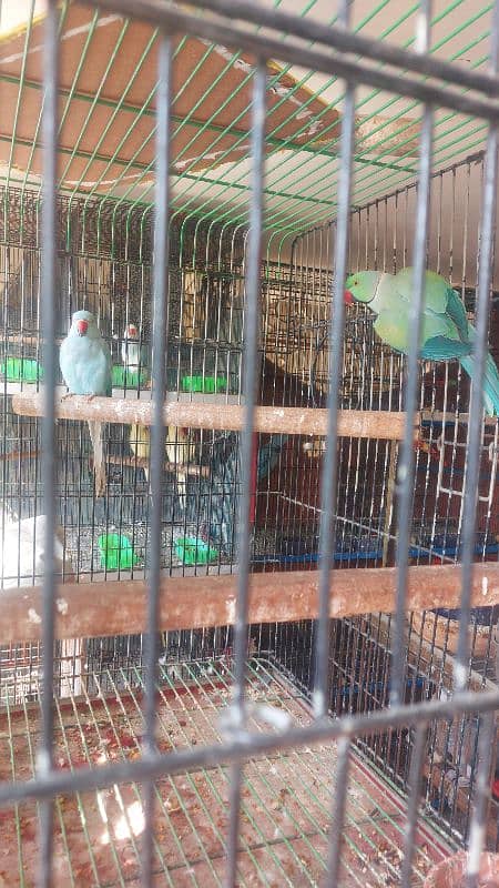 Colour Ringneck Breeder Pairs 5