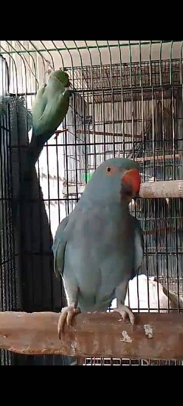 Colour Ringneck Breeder Pairs 6