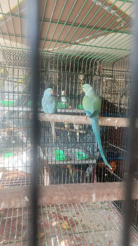 Colour Ringneck Breeder Pairs 7