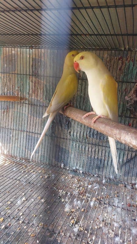 Colour Ringneck Breeder Pairs 8