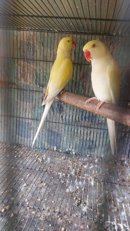 Colour Ringneck Breeder Pairs 9