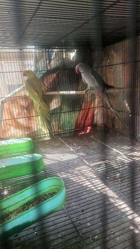 Colour Ringneck Breeder Pairs 10