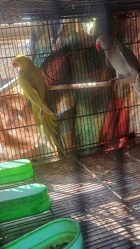 Colour Ringneck Breeder Pairs 12