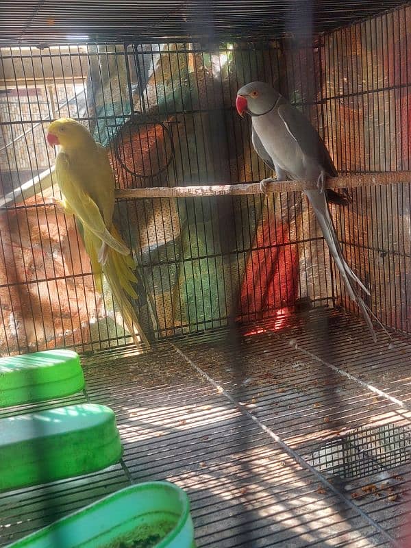 Colour Ringneck Breeder Pairs 13