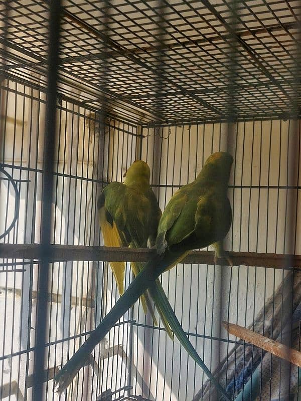 Colour Ringneck Breeder Pairs 14