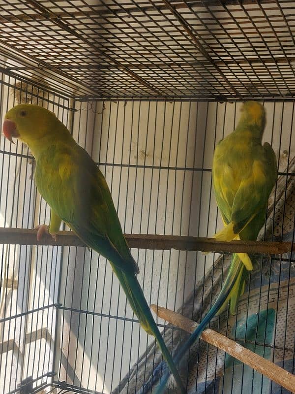 Colour Ringneck Breeder Pairs 15