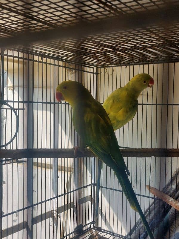 Colour Ringneck Breeder Pairs 16