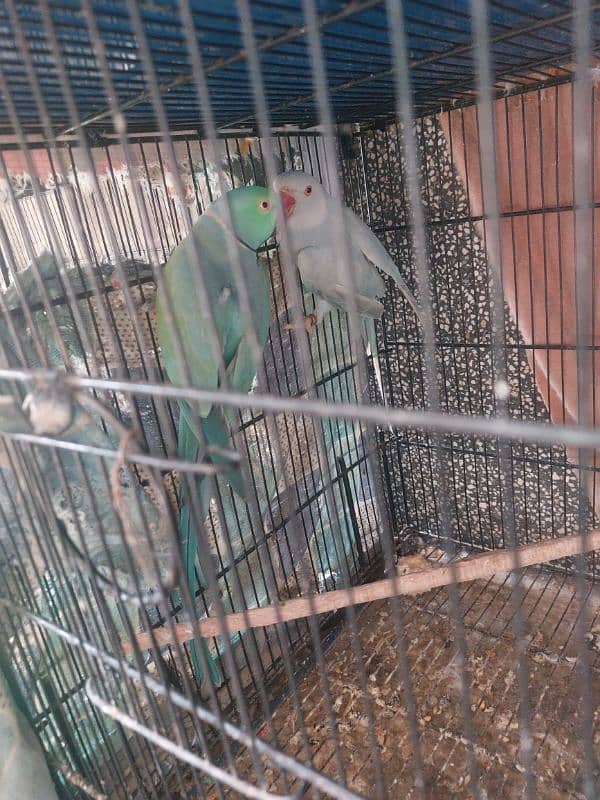 Colour Ringneck Breeder Pairs 18