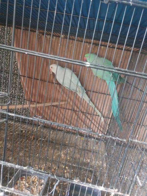 Colour Ringneck Breeder Pairs 19