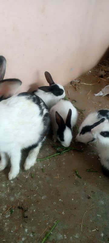 Rabbits and New born baby 3