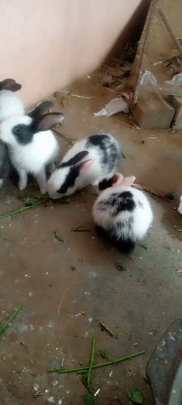 Rabbits and New born baby 4