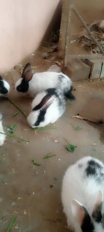 Rabbits and New born baby 5