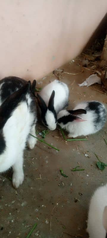 Rabbits and New born baby 6