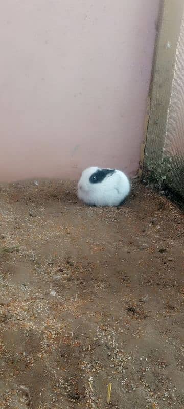 Rabbits and New born baby 7