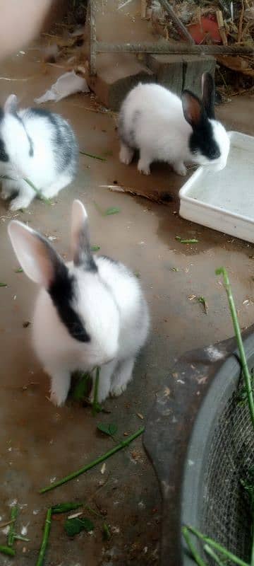 Rabbits and New born baby 9