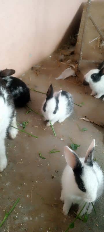 Rabbits and New born baby 10