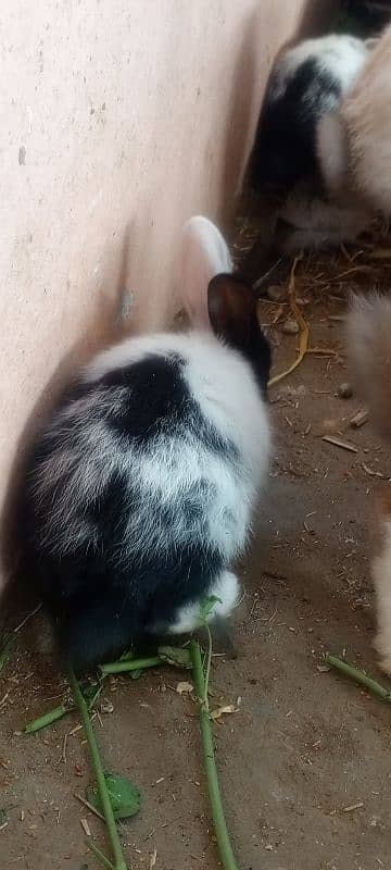 Rabbits and New born baby 12