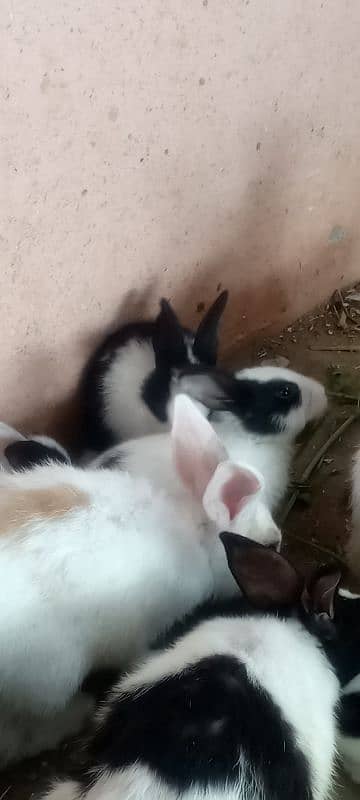 Rabbits and New born baby 14