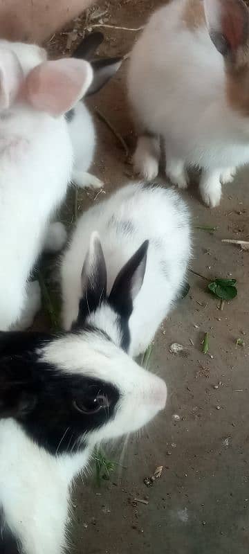 Rabbits and New born baby 15