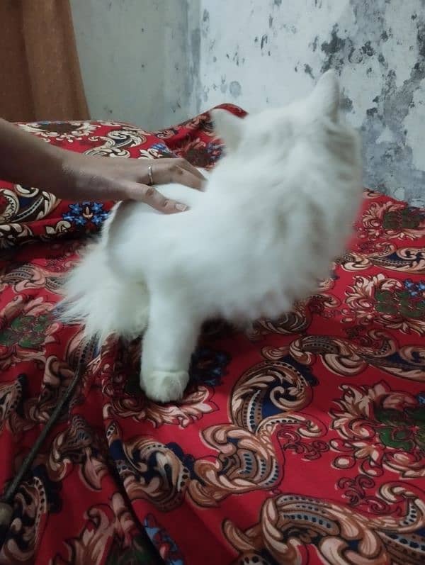 Persian Cat For Slae 0