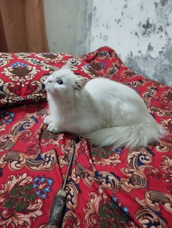 Persian Cat For Slae 1