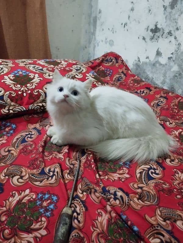 Persian Cat For Slae 2