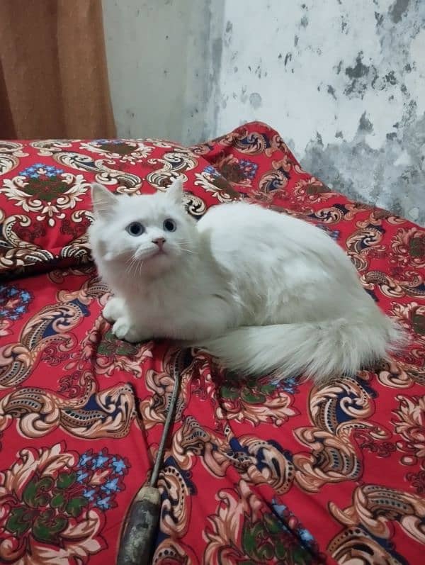 Persian Cat For Slae 3