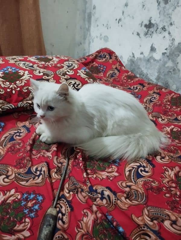 Persian Cat For Slae 4