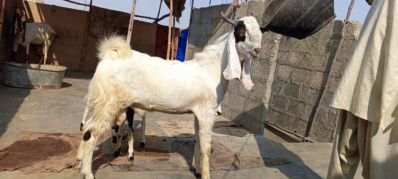 Gulabi Abluck bakra for sale full active 03162918168 0