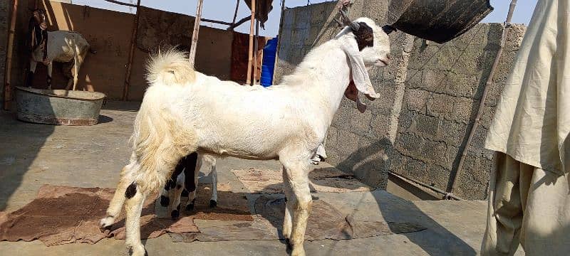 Gulabi Abluck bakra for sale full active 03162918168 1