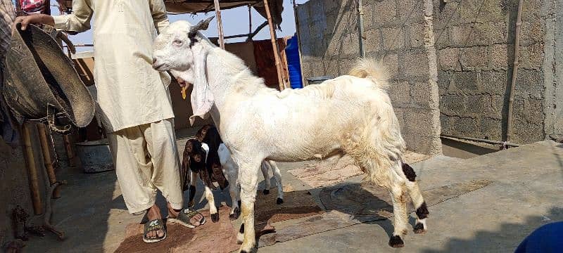 Gulabi Abluck bakra for sale full active 03162918168 2