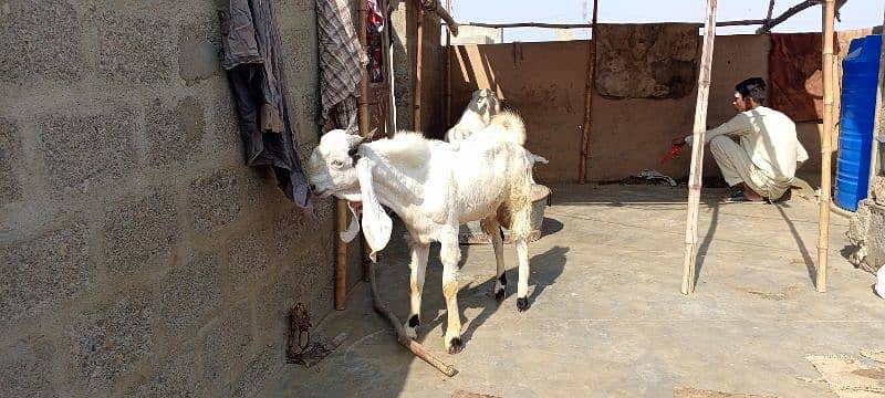 Gulabi Abluck bakra for sale full active 03162918168 3