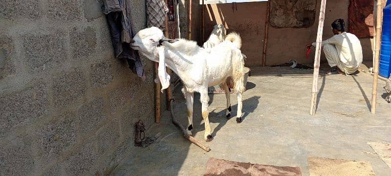 Gulabi Abluck bakra for sale full active 03162918168 4