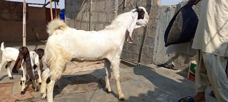 Gulabi Abluck bakra for sale full active 03162918168 5