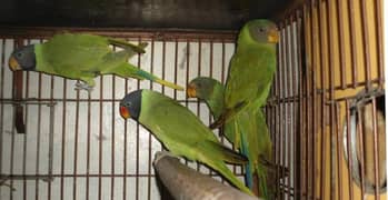 plum head perrot for sale