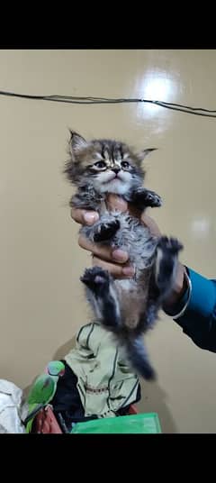 Beautiful persian kittens