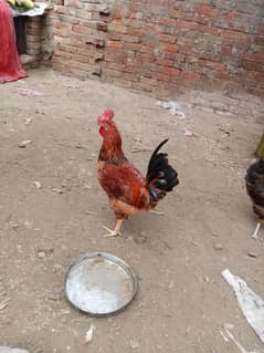 aseel hens murgi madi pathi chick's dasi patha  murga ایڈ کو غورسےں