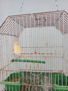 CANARI